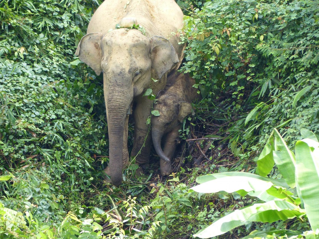 an elephant and her child