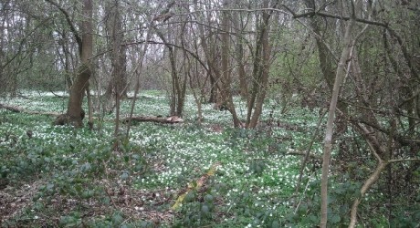 Spring in Ploughman's Forest, Nottinghamshire